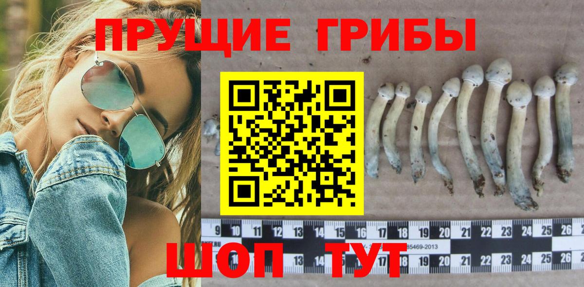 что такое   Вход с VPN  Старая Купавна  Псилоцибиновые грибы Magic Shrooms 